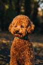 A small red poodle in yellow sits on the leaves in an autumn park. Setting sun. Autumn leaf fall