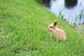 A small red rabbit on a green lawn, sitting on the grass. Easter concept. Royalty Free Stock Photo