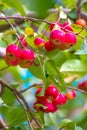 Little red ranetki apples