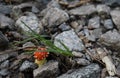 Tiny red Ringless False Fly Agaric Fungus Royalty Free Stock Photo