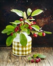 Small red ripe apples Ranetki on green branch Royalty Free Stock Photo