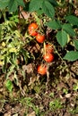 Small red ripe organic cherry tomatoes growing on single vine surrounded with dense dark green and shriveled brown leaves Royalty Free Stock Photo