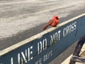Small Red Robin Bird Perched on Police Sign Do Not Cross Barricade Fence