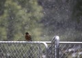 small robin on a fence with snow Royalty Free Stock Photo