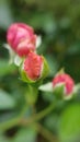 Small red rose bud closeup Royalty Free Stock Photo