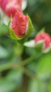 Small red rose bud closeup Royalty Free Stock Photo