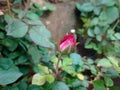 Small red rose buds with feesh look Royalty Free Stock Photo