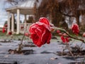 Small red rose covered with morning frost in early winter. Macro shot of beautiful frozen ice crystals on rose petals Royalty Free Stock Photo