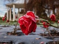 Small red rose covered with morning frost in early winter. Macro shot of beautiful frozen ice crystals on rose petals Royalty Free Stock Photo