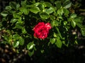 Small red rose framed by dark green leaves.