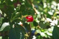 Small red rose. Miniature scarlet or ruby rose flower, in deep red color. Nice rose on the green background Royalty Free Stock Photo