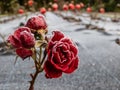 Small red rose plant covered with morning frost in early winter. Macro shot of beautiful frozen ice crystals on rose petals Royalty Free Stock Photo