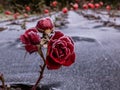 Small red rose plant covered with morning frost in early winter. Macro shot of beautiful frozen ice crystals on rose petals Royalty Free Stock Photo