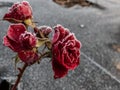 Small red rose plant covered with morning frost in early winter. Macro shot of beautiful frozen ice crystals on rose petals Royalty Free Stock Photo