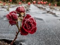 Small red rose plant covered with morning frost in early winter. Macro shot of beautiful frozen ice crystals on rose petals Royalty Free Stock Photo