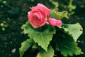 Small red roses buds with thorns. A lot of little red roses close up. Rose bush in the garden on a dark blurred background. Care Royalty Free Stock Photo