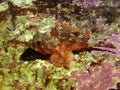 Small red scorpion fish