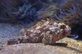 Small red scorpionfish Scorpaena notata