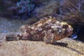 Small red scorpionfish Scorpaena notata Royalty Free Stock Photo