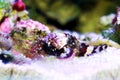 Lesser Red Scorpionfish - Scorpaena Notata Royalty Free Stock Photo