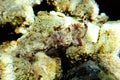 Lesser Red Scorpionfish - Scorpaena Notata Royalty Free Stock Photo