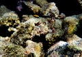 Lesser Red Scorpionfish - Scorpaena Notata Royalty Free Stock Photo
