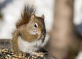 A small red squirrel feasting