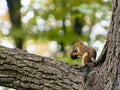 Small red squirrel gnaws on a black walnut