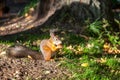 A small red squirrel gnaws a nut in the forest Royalty Free Stock Photo