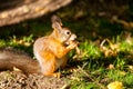 A small red squirrel gnaws a nut in the forest Royalty Free Stock Photo