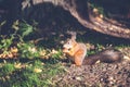 Small red squirrel gnaws a nut in the forest Royalty Free Stock Photo