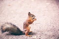 A small red squirrel gnaws a nut on a path in the park Royalty Free Stock Photo