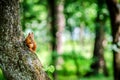 A small squirrel sits on a tree and gnaws a nut. Royalty Free Stock Photo