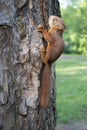 A small red squirrel sits on a tree. Wild nature