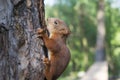 A small red squirrel sits on a tree. Wild nature Royalty Free Stock Photo