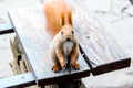 Small red squirrel sitting on the wooden bench Royalty Free Stock Photo