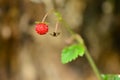 Small red strawberry hanging from plant.