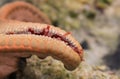 Small red suckers of orange starfish arm