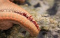 Small red suckers of orange starfish arm