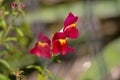 Small, red tiny flowers in the home garden. Royalty Free Stock Photo