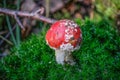 Small red toadstool on mossy forest ground Royalty Free Stock Photo