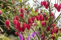 Small red tulip-shaped flowers suspended dangling from tree branches. Royalty Free Stock Photo