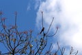 A small red vented bulbul bird Royalty Free Stock Photo