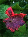 Small red vine leaf among large greenery Royalty Free Stock Photo