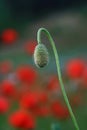 Small red weed Royalty Free Stock Photo