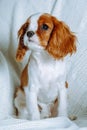 Small red-white Cavalier King Charles Spaniel sit on blanket indoor. Puppy with shaggy red ears look forward with eyes. Royalty Free Stock Photo