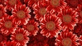 Small Red White Daisy Design Seamless Pattern Closeup Flowers Yellow Centers View Effect Supercomputers Giant Flower Under Head Royalty Free Stock Photo