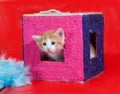 Small red and white kitten gets out of scratching posts on red Royalty Free Stock Photo