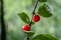 Red wild berries growing on the bush in the forest Royalty Free Stock Photo