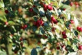 Small red wild berries